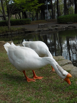 誰のおばあちゃん？えっ！私かい。_b0147203_22331750.jpg