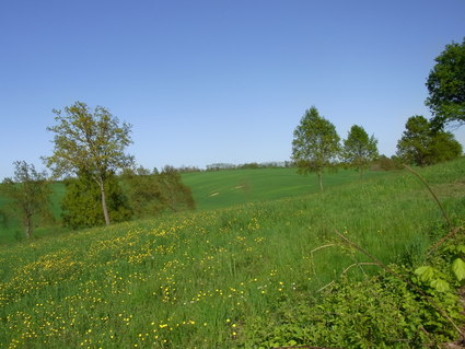 野草花のフライ☆ Erba di campo_b0246303_2318564.jpg