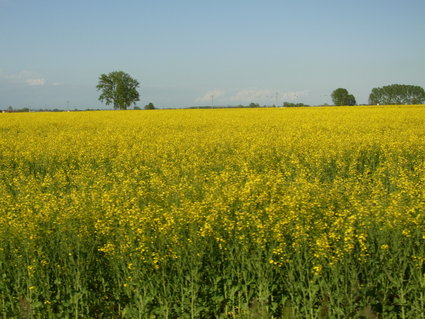 野草花のフライ☆ Erba di campo_b0246303_23244786.jpg