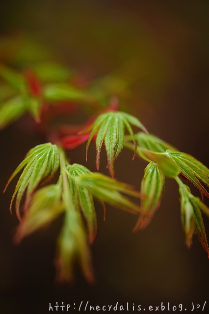 baby leaves of Japanese maple..._f0238605_2319989.jpg