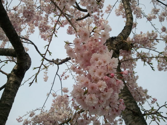 鳥取のしだれ桜、お堀_f0192307_20534886.jpg