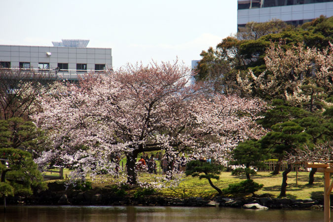 浜離宮庭園の桜２_a0263109_1562757.jpg