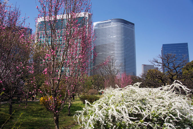 浜離宮庭園の桜２_a0263109_1581390.jpg