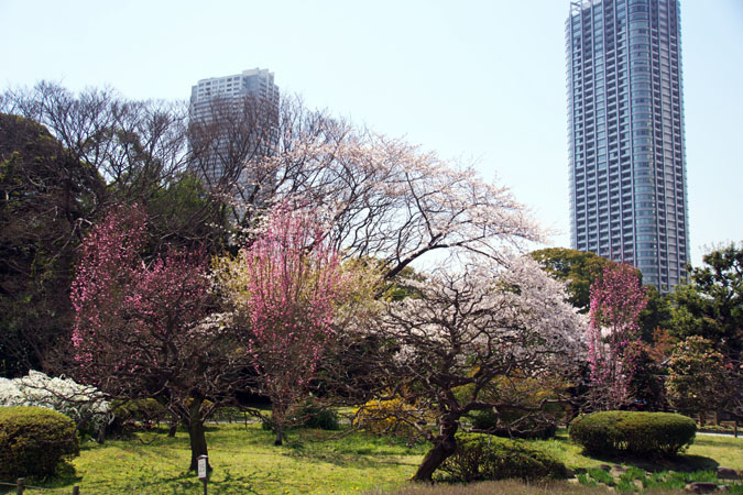 浜離宮庭園の桜２_a0263109_159638.jpg