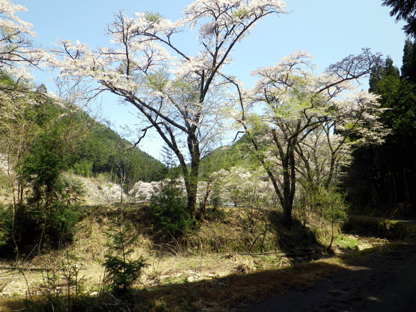 b0000209_175029.gif