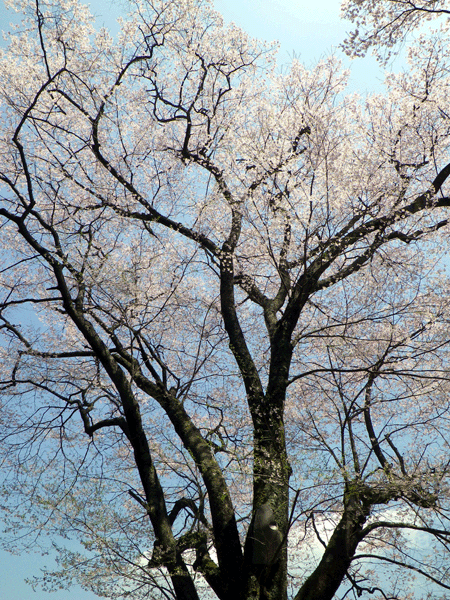 b0000209_18135144.gif