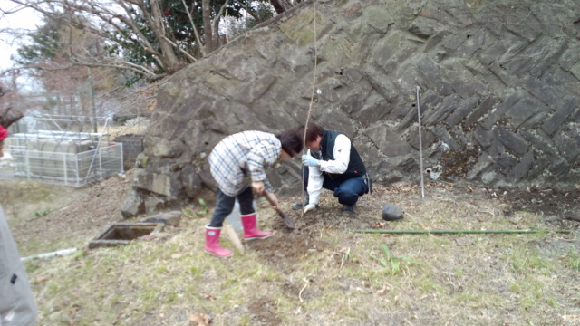 桜の木とひまわりの種【2012/4/22】_b0219510_14575341.jpg