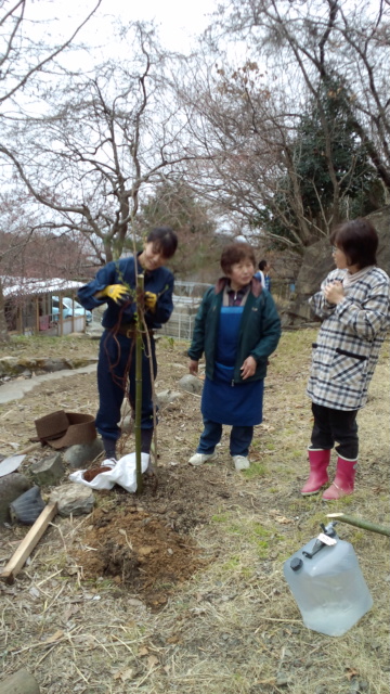 桜の木とひまわりの種【2012/4/22】_b0219510_1502837.jpg