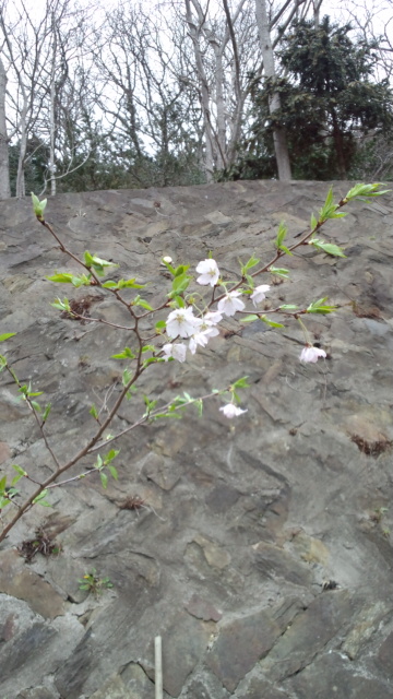 桜の木とひまわりの種【2012/4/22】_b0219510_150471.jpg