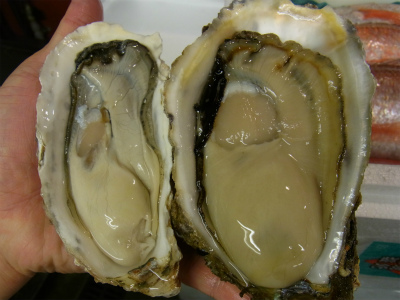 岩カキ漁解禁!_f0157910_1428080.jpg