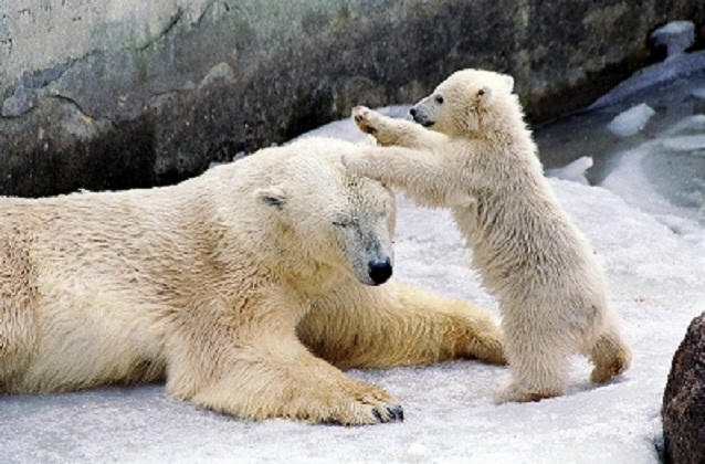 カイ （仙台・八木山動物公園　/ ロシア名：ラダゴル） とウスラーダお母さんの物語_a0151913_20454042.jpg