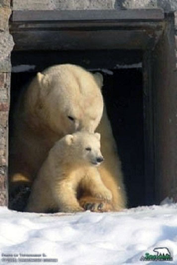 カイ （仙台・八木山動物公園　/ ロシア名：ラダゴル） とウスラーダお母さんの物語_a0151913_21402864.jpg