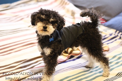 ECO DOG_d0162813_1112341.jpg