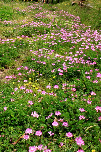 お花畑?出現_e0048413_1737792.jpg