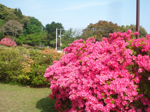 4月24日(火)の森林公園のつつじの様子です～ｂｙよしこ_a0238019_10512816.jpg