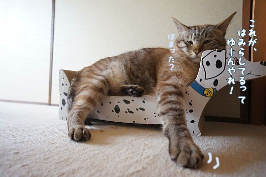 猫の屁理屈と犬のヤキモチ カンタとハンナ 猫の屁理屈と犬のヤキモチ カンタとハンナ