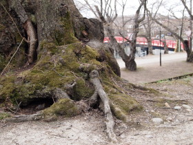 弘前公園散策をする前に。_b0147224_23231697.jpg