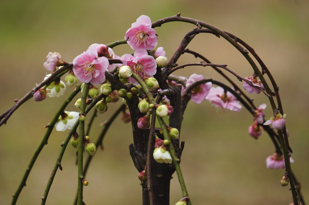 近所の桜は満開ですが、庭の梅が咲き始めました。_d0224624_2240191.jpg