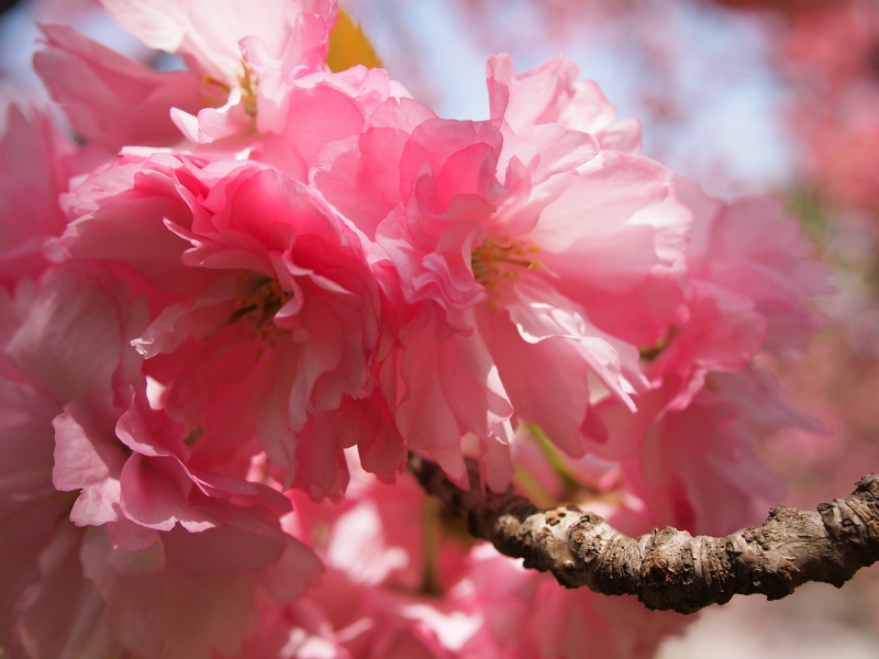 八重桜？ボタン桜？なんと呼ぶ_d0252924_8563448.jpg