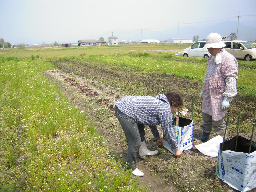 夏野菜を植えて楽しもう。_a0118028_18473115.jpg