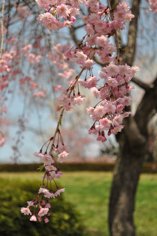 お花見日和♪_a0248728_1736339.jpg