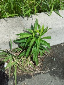 c0114929_1547060.jpg