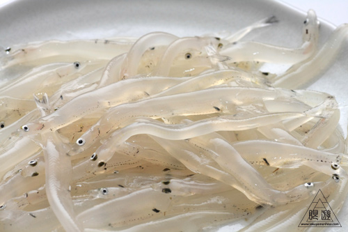 232 松江市 ~白魚豊漁~_c0211532_1954439.jpg