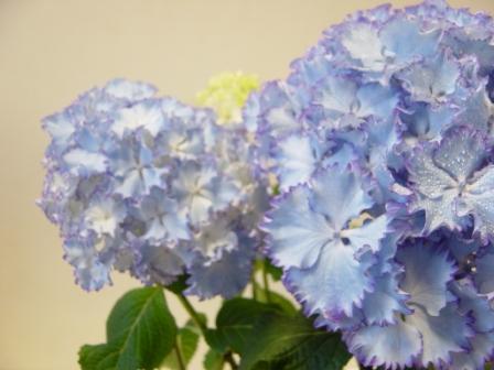 ソレイユ レオン Gem Flowers