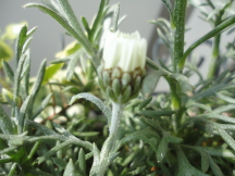 c0192740_9463995.jpg