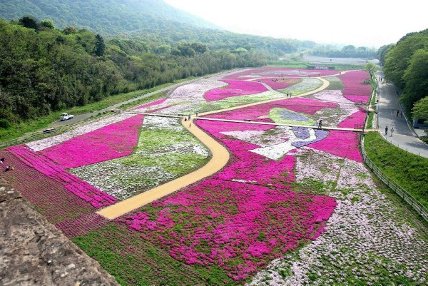 島原　芝桜公園開花情報！！_e0163044_182668.jpg