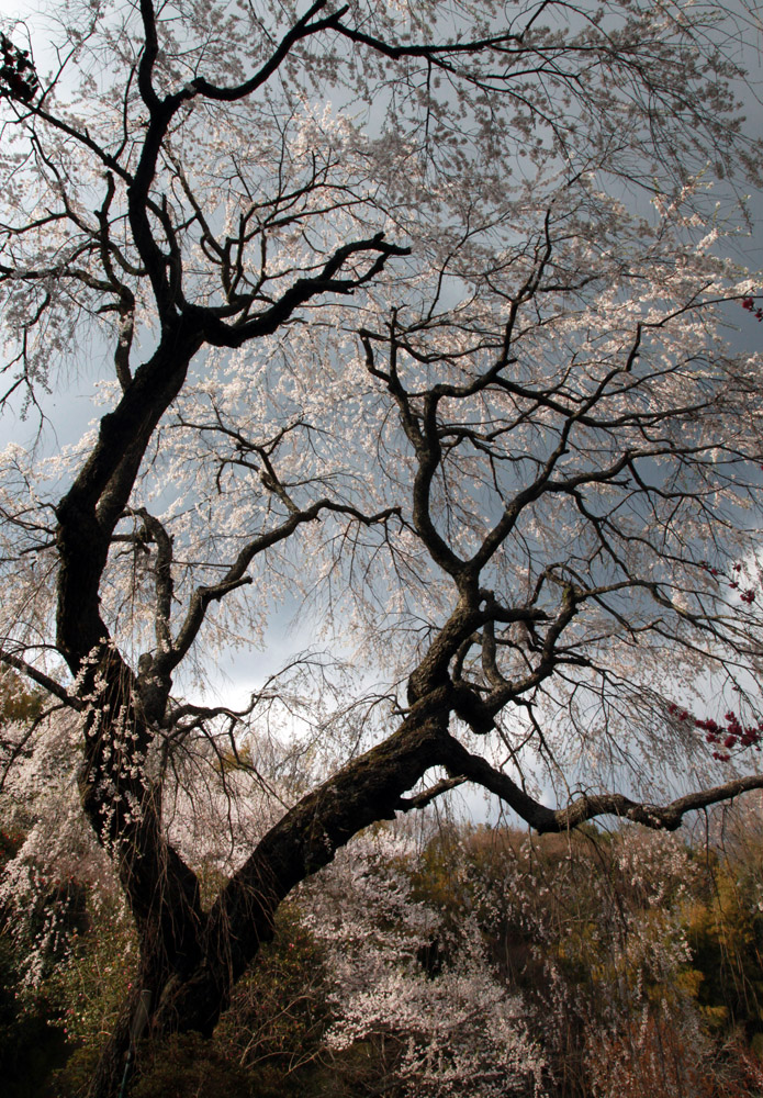 宇陀市　天益寺（てんやくじ）　枝垂れ桜_c0108146_21134273.jpg