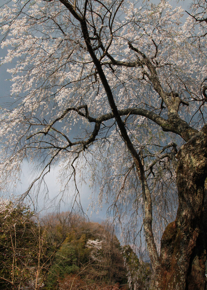 宇陀市　天益寺（てんやくじ）　枝垂れ桜_c0108146_21135113.jpg