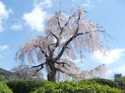 京都(3)円山の枝垂桜ほか_e0135246_17212525.jpg