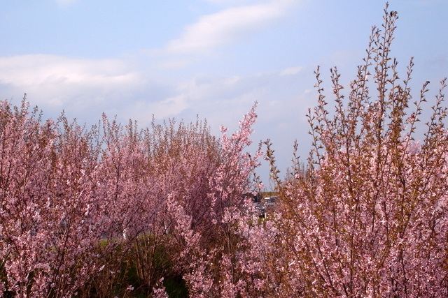 笹原川千本桜と花木団地_d0130748_18595316.jpg