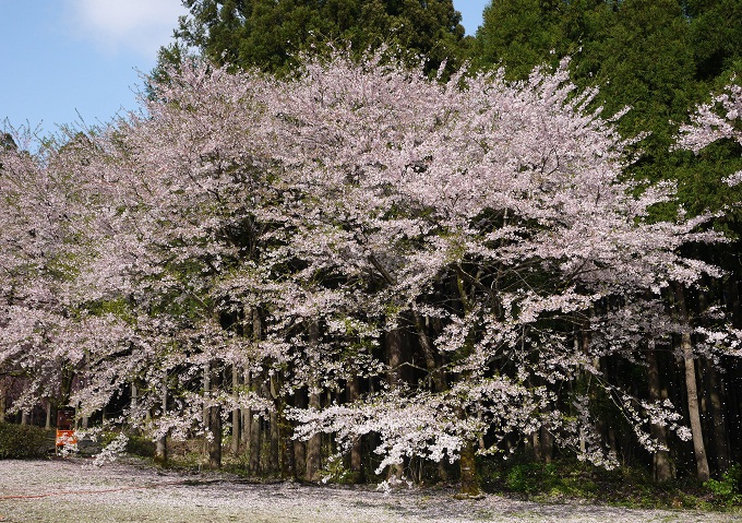 竹田枝垂れ桜の里　～1～_d0203850_15352285.jpg