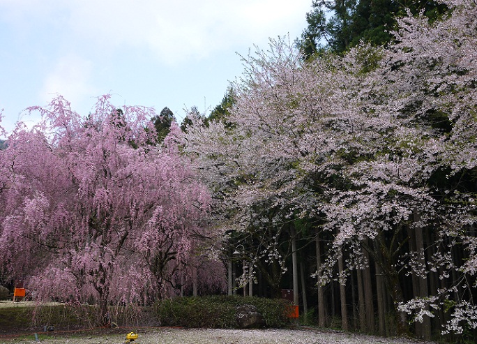 竹田枝垂れ桜の里　～1～_d0203850_154272.jpg