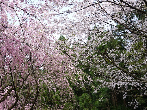 竹田枝垂れ桜の里　～1～_d0203850_15434256.jpg