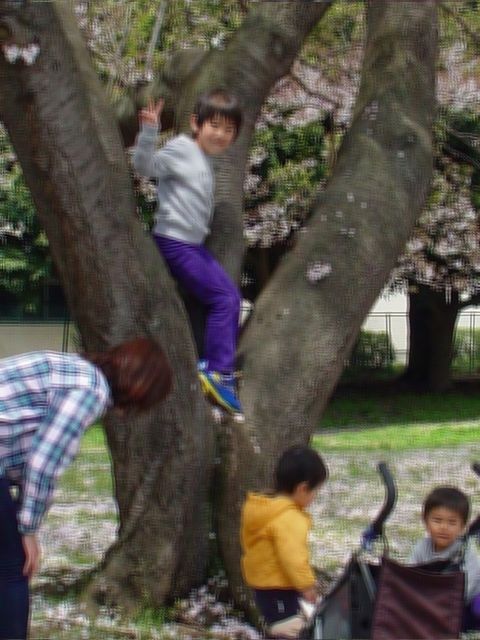 桜の絨毯・ひらひら散華_e0074955_8381938.jpg