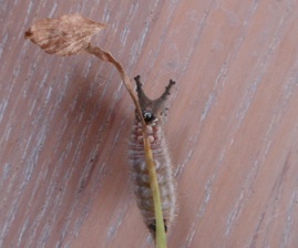 b0087556_23351045.jpg