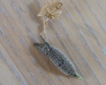b0087556_23352887.jpg