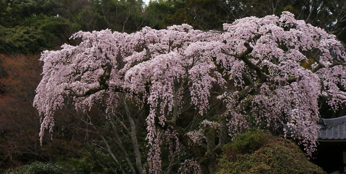 有馬・善福寺の糸桜_b0063958_21442825.jpg