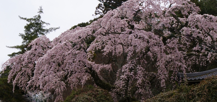 有馬・善福寺の糸桜_b0063958_21452527.jpg