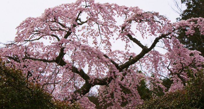 有馬・善福寺の糸桜_b0063958_21461725.jpg