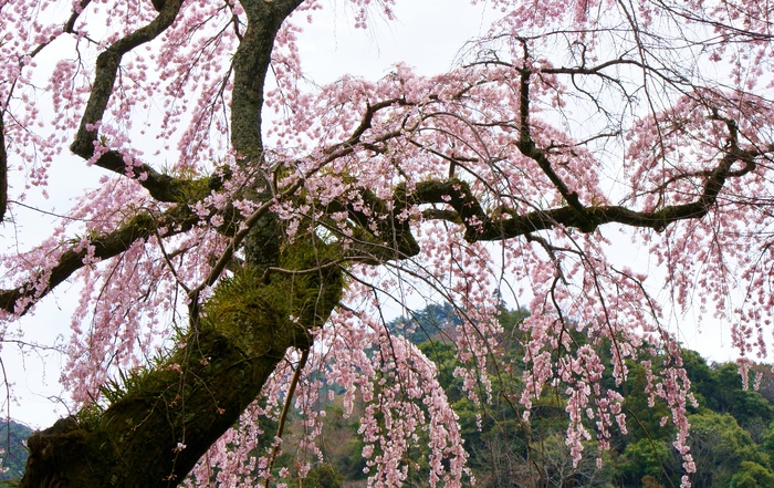 有馬・善福寺の糸桜_b0063958_21472518.jpg