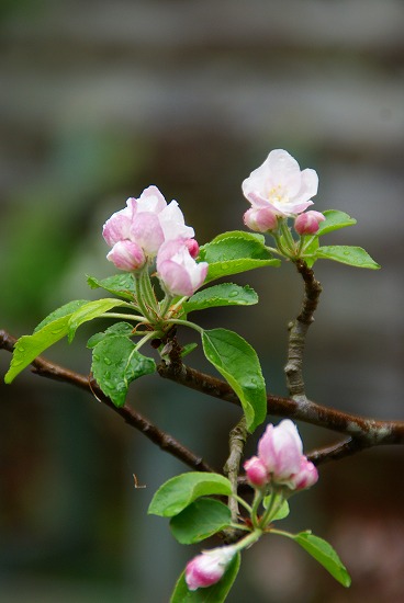 リンゴの花が咲きました。_d0083761_20541872.jpg