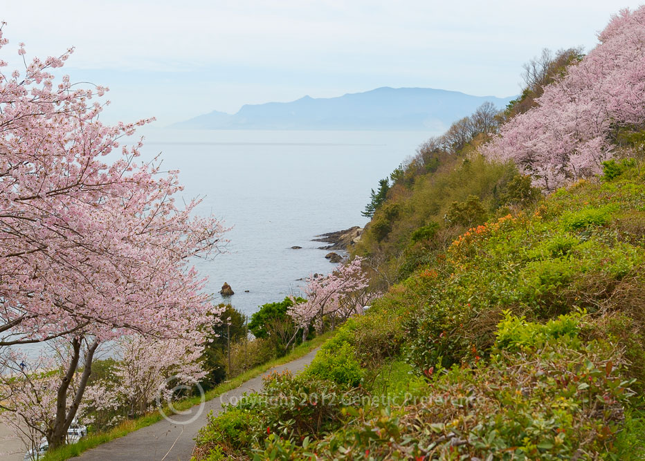 桜の景色 Vol.2_a0111162_22425049.jpg