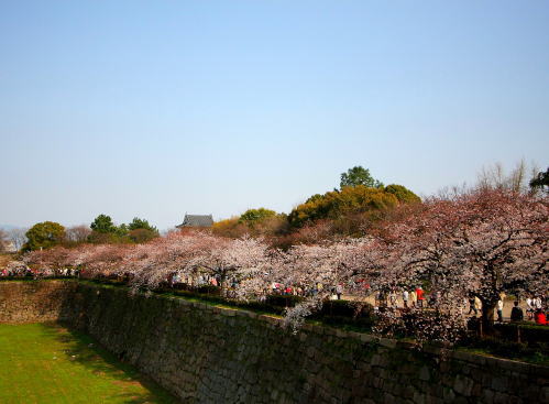 SAKURA　～桜の散歩～2_e0155066_142444.jpg