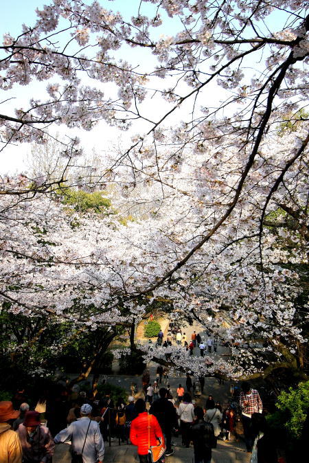 SAKURA　～桜の散歩～2_e0155066_14324978.jpg