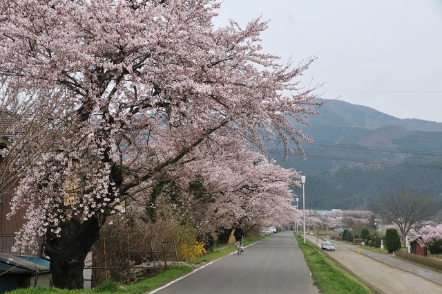 　　　　　　　　緑地公園の桜_b0223668_162325.jpg