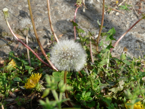 c0205169_5431037.jpg